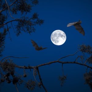 Let Go of the Stress Sleep Meditation