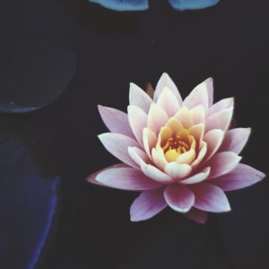 It's Your Time to Blossom (Blossoming Meditation)