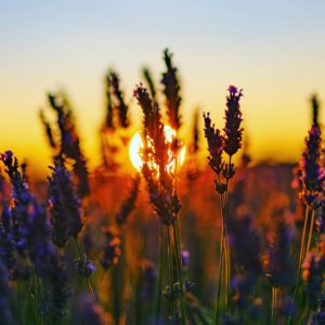 A Fresh New Day (Blossoming Meditation)
