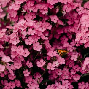 The Risk It Takes to Blossom (Blossoming Meditation)
