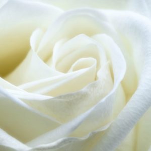 Ego vs. Love (Ego Meditation)