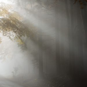 Dissolve the Heaviness (Refresh) Morning Meditation