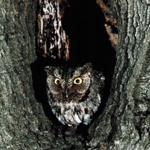 Calm Wise Owl Sleep Meditation