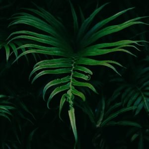 Tropical Island Lullaby Sleep Meditation