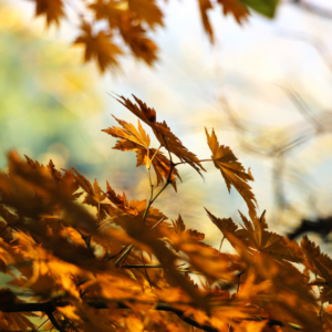 Like Leaves Slowly Falling Off of a Tree Sleep Meditation