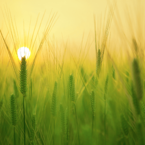 Let Go of Everything Else (Focus) Morning Meditation