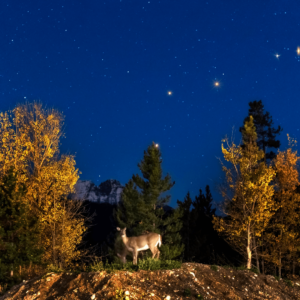 Asleep Under the Stars Sleep Meditation