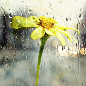 raining on flower