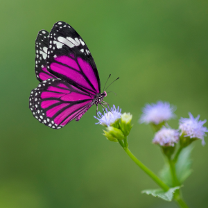 a pink and white butterfly landing on a batch of small purple flowers