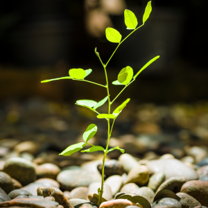 a green leafy plant growing in between rocks