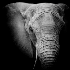 a black and white portrait of an elephant
