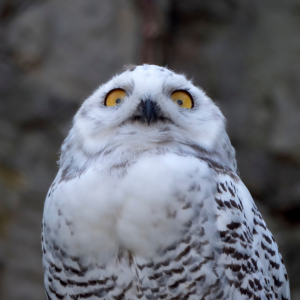 a white owl