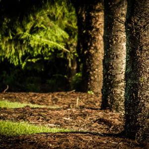aligned trees in the forest