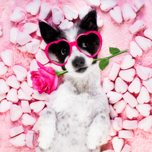 A dog wearing heart shaped sunglasses with a pink rose in it's mouth