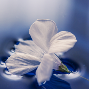 A white flower floating in the water