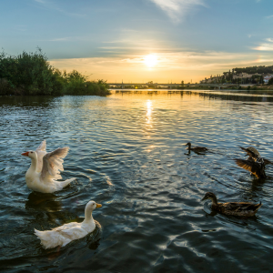 Ducks in a lake as the sun rises