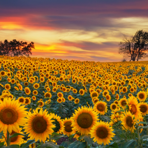 the sunrising on a sunflower field