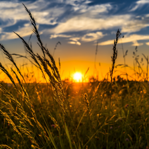 Sun setting on a field