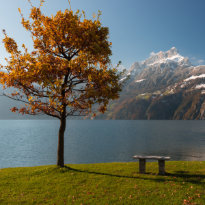 A beautiful morning outdoor scenery with a bench in the grass a tree turning color of leaves and a mountain in the background