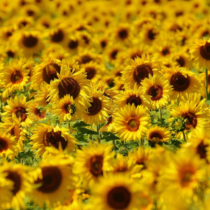 A garden of sunflowers