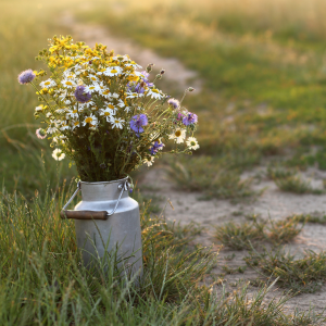 A Farmhouse Jar filled with wild roses in the middle of a field in sunlight