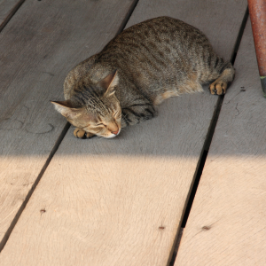 A cat sleeping in the shadow on a wooden deck