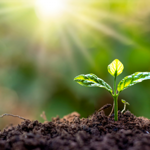 The sun shinning on a growing plant sprouting from the ground