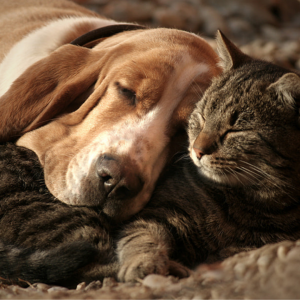 A dog and a cat snuggling together