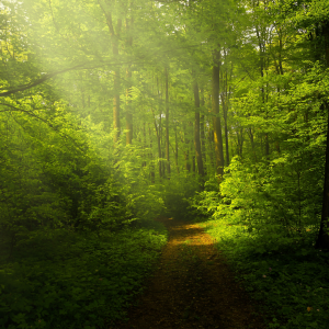 A scene of a wooded area with tall trees snd the sun peaking through the trees