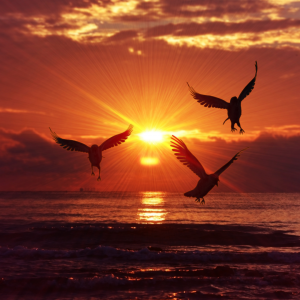 Birds flying over the ocean while the sun is rising