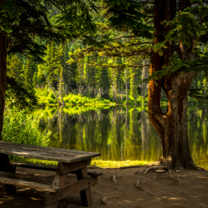 A view of a forest park with a lake and a bench