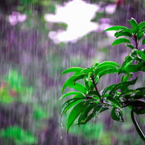 A visual of a shrub bush with rain falling in the background