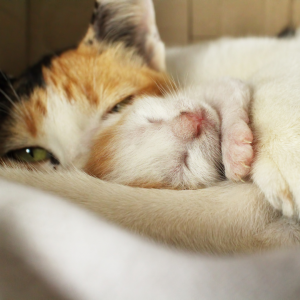 A cat laying down with her kitten sleeping