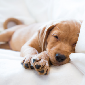 A puppy sleeping on a bed