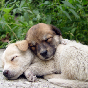 2 puppies sleeping in the grass