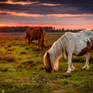 Two wild horses eating grass in a large field while the sun sets