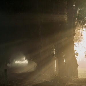Sunlight creeping through the dark forest