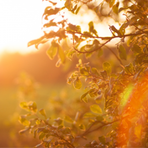 The sunrise peaking through tree leaves