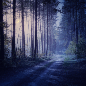 A visual of the forest at dusk