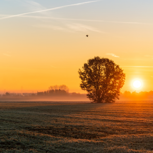 A view of a field with a large beautiful tree as the sun sets