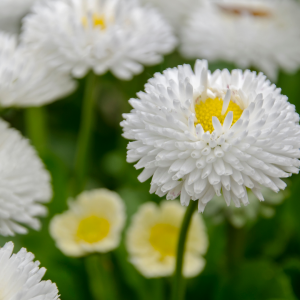 Flowers blossoming in the sun