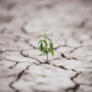 A small plant stem growing between concrete