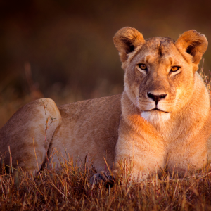 A lioness laying down in the grass as the sun sets