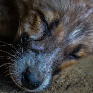 The face of a dog in deep sleep